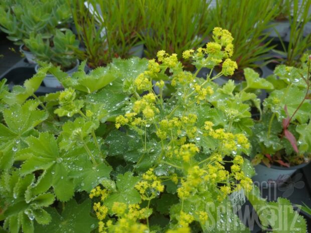 Alchemilla Thriller, Frauenmantel