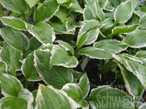 Hosta und. Albomarg., Funkie