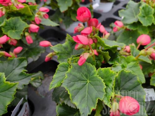 Begonia Valentino Pink