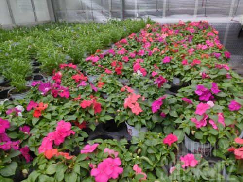 Impatiens walleriana, Fleißiges Lieschen