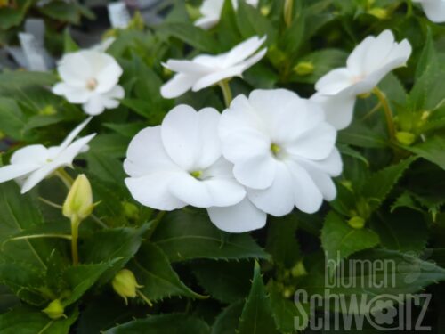 Impatiens SP white Improved ,Sonnenlieschen