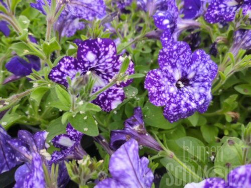Petunia Nightsky, Hängepetunie