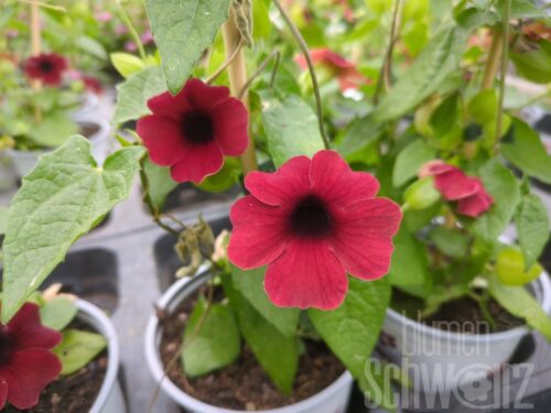 Thunbergia Susy Cherry, rote Susanne