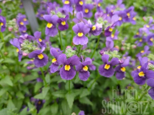 Nemesia Sunsatia, Elfenspiegel