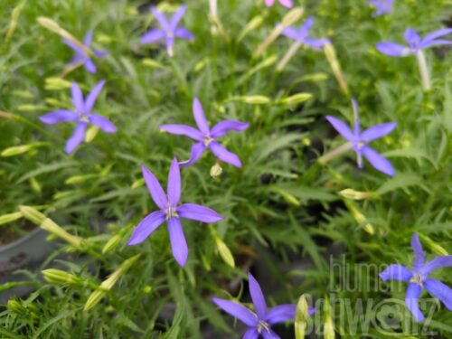 Laurentia Stella Blue