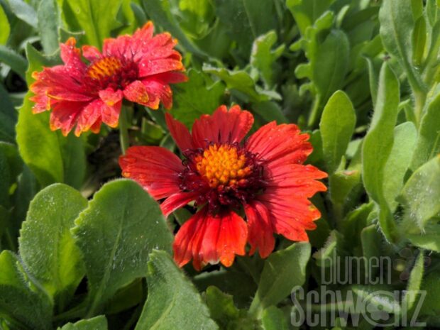 Gaillardia arist. Arizona Red Shades - Rote Kokardenblume