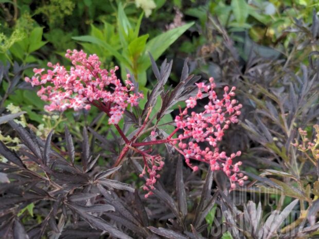 Sambucus n. Black Lace T17 - Schwarzer Holunder