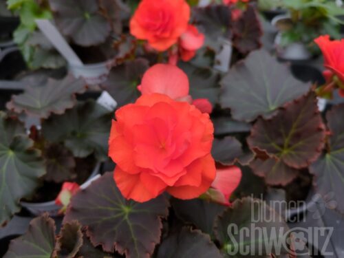 Begonia Solenia orange, Freilandbegonie