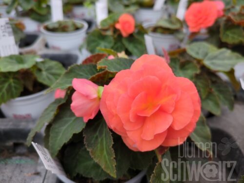 Begonia Peardrop, orange Knollenbegonie