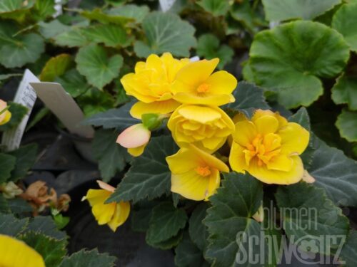 Begonia Goldfinch, gelbe Miniknollenb.