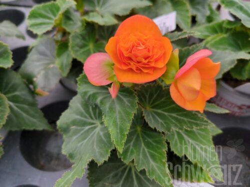 Begonia Orange Drops, Knollenbegonie