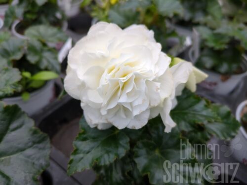Begonia Matilda, weiße Knollenbegonie