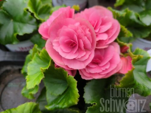 Begonia Berseba, pinke Freilandelatior
