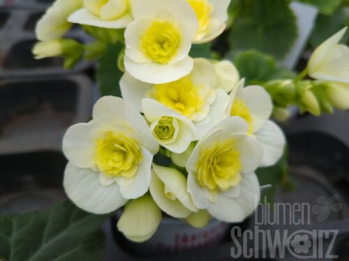 Begonia Valentino weiß,