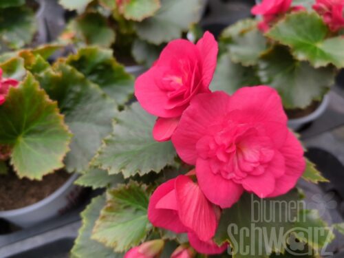 Begonia Belove Cherry, ungefüllte B.