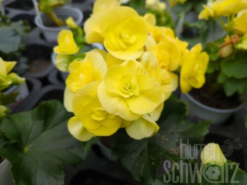 Begonia Blitz, gelbe Freilandelatior