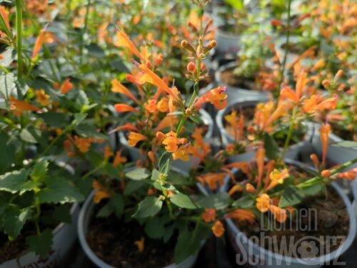 Agastache, Duftnessel