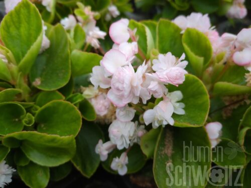 Begonia Gumdrop Appleblossom- cremegefülltes Gottesauge