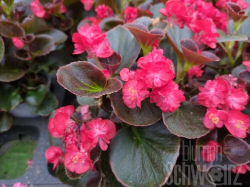 Begonia Gumdrop Coco Red - Rot. gefüll. Gottesauge