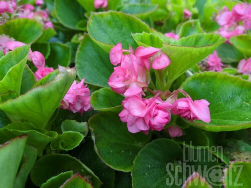 Begonia Gumdrop Pink - Pinkgefülltes Gottesauge