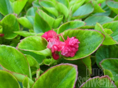 Begonia Gumdrop Red - Rotgefülltes Gottesauge