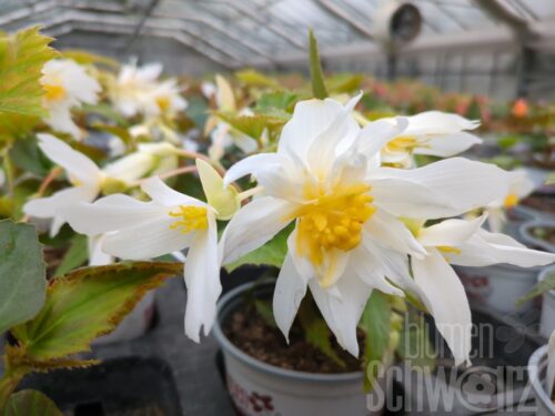 Begonia Summerwings, weiße Hänge-Begonie