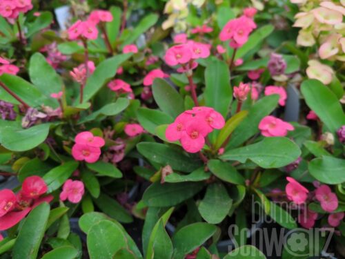 Euphorbia hellrosa Freilandchristusdorn