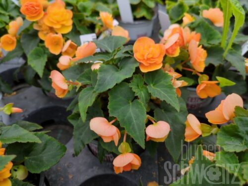 Begonia Richard Galle, Miniknollenbeg.