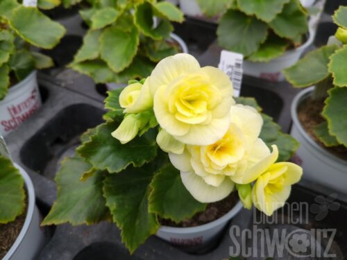 Begonia Belove Yellow, teilgef. Begonie