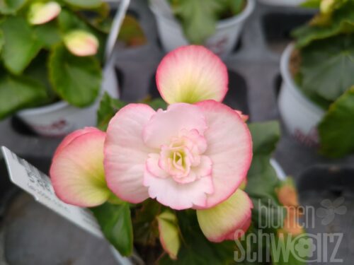 Begonia Cindy Frisse, Elatiorbegonie