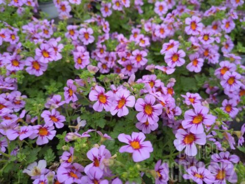 Jamesbrittenia Stardom Pink, Morgenrotpflanze