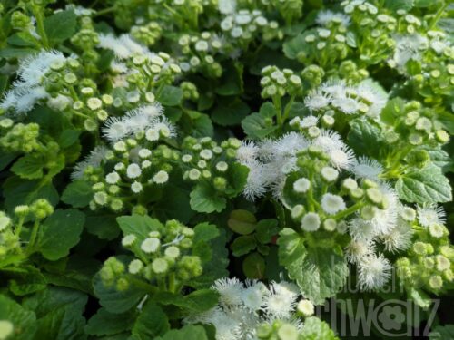 Ageratum Ariella White, Leberbalsam
