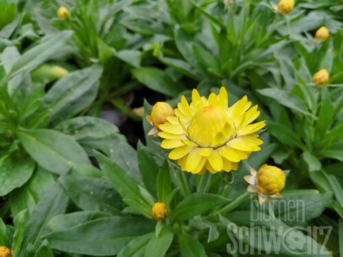 Bracteantha Granvia Gold
