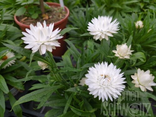 Bracteantha Sunbrella White