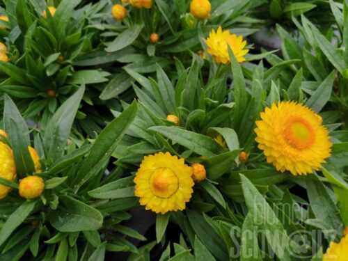 Bracteantha Totally Yellow