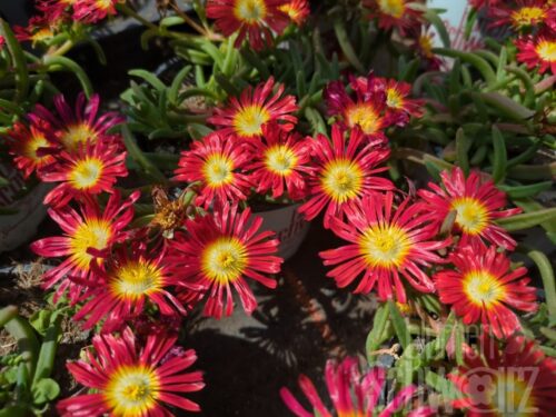 Delosperma Fire Wonder, Mittagsblume