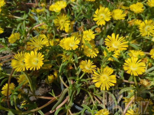 Delosperma Golden Wonder, Mittagsblume