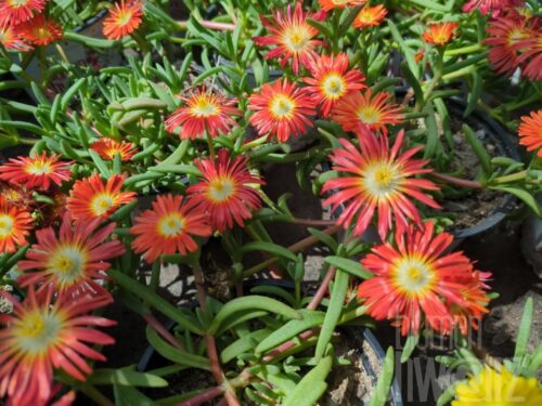 Delosperma Hot Orange