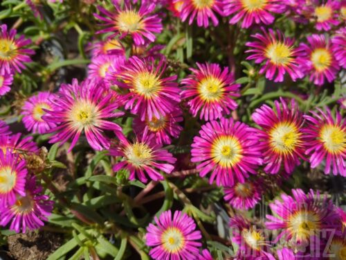 Delosperma Hot Pink