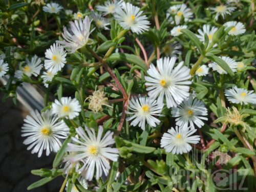 Delosperma White Imp