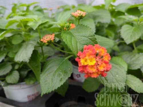 Lantana Evita Red, Wandelröschen