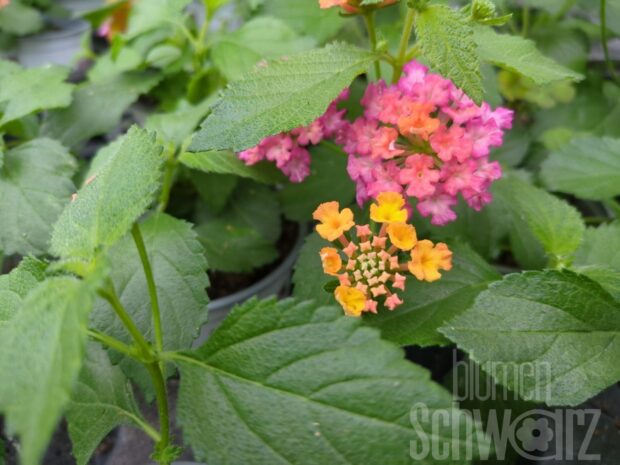 Lantana Evita Rose, Wandelröschen