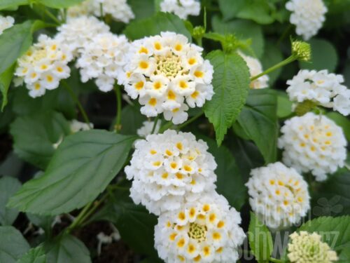 Lantana Evita White, Wandelröschen