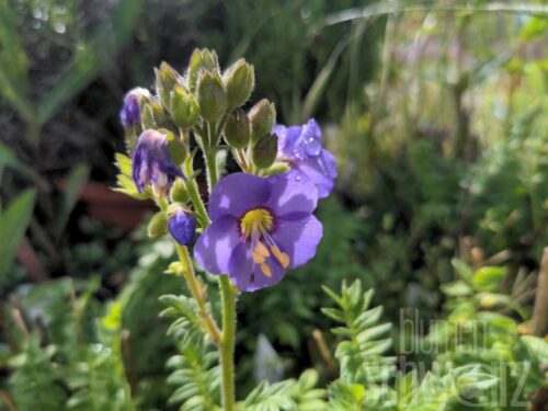 Polemonium Blue Whirl, Jakobsleiter