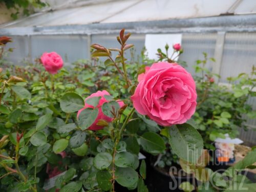 Rosa Leonardo da Vinci, dkl.rosa