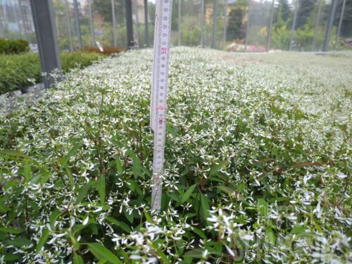 Euphorbia Diamond Frost, Sternenregen