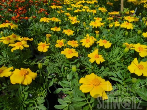 Tagetes p. Disco Golden, Studentenblume