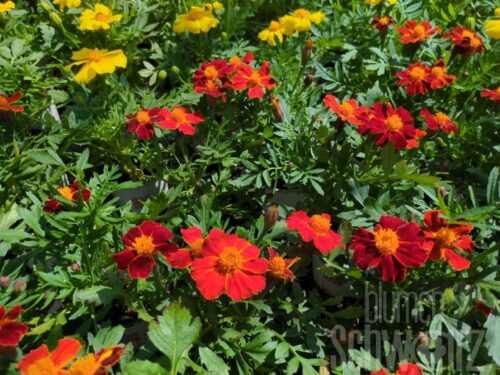 Tagetes p. Disco Red, Studentenblume