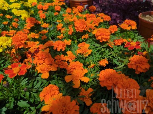 Tagetes p. King orange, Studentenblume