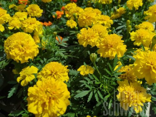 Tagetes p. King gelb, Studentenblume